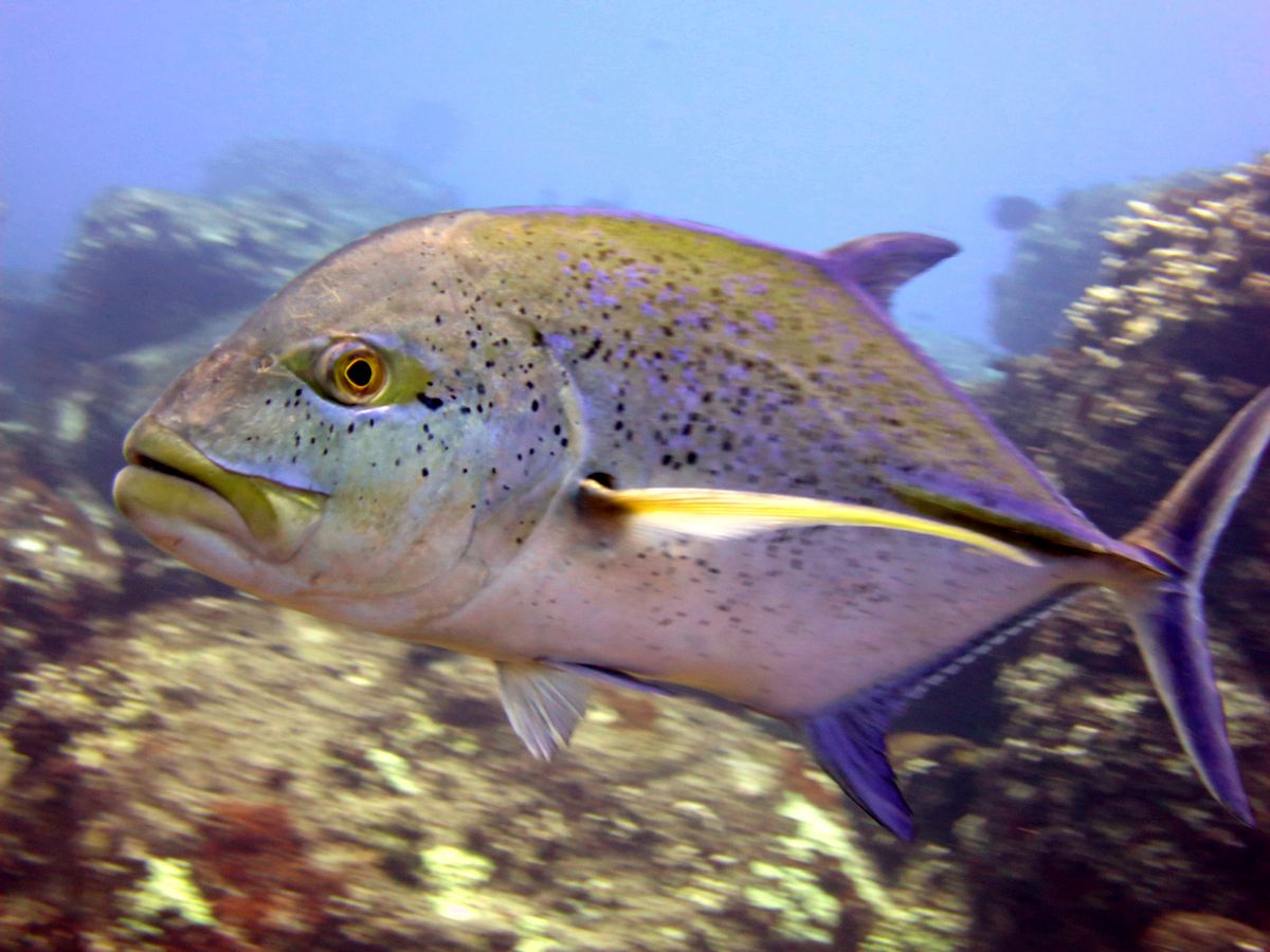 In this 2016 photo provided by NOAA, a bluefin trevally swims on a reef off Hawaii's island of Kahoolawe. U.S. officials say the first-ever assessment of Hawaii's reef fish shows that 11 of 27 species are experiencing some level of overfishing. Researchers with the National Oceanic and Atmospheric Administration's Pacific Islands Fisheries Science Center announced in a statement Monday, March 6, 2017 that 11 species including ulua, five surgeonfishes, two goatfishes, and three parrotfishes are being overfished. (Jeanette Clark/NOAA Fisheries via AP) (AP)