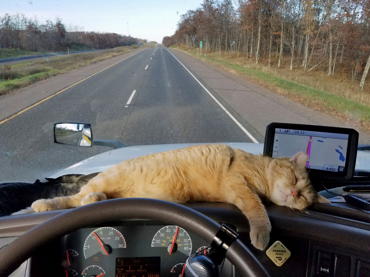 This Oct. 22, 2016 photo provided by Paul Robertson shows Percy the cat lounging on the dashboard of owner Paul Robertson's semitrailer. Robertson, a long-haul semitrailer driver, was reunited with his cat during a delivery in Shoals, Ind., on Feb. 25, 2017. Percy survived a trip of 400 miles by clinging to the undercarriage of his semi. Robertson thought he had lost his traveling companion at a rest stop in Ohio and was astonished when the cat wandered out from under the truck in Indiana. (Paul Robertson via AP) (AP)