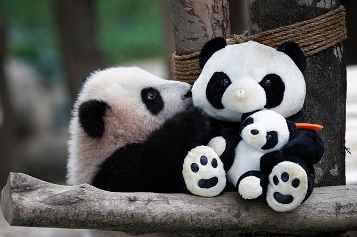 A 6-month old female giant panda cub, an offspring of Xing Xing, formerly known as Fu Wa and Liang Liang, formerly known as Feng Yi, plays with a soft-toy panda at the Giant Panda Conservation Center at the National Zoo in Kuala Lumpur, Malaysia, Thursday, Feb. 18, 2016. Two giant pandas have been on loan to Malaysia from China for 10 years since May 21, 2014, to mark the 40th anniversary of the establishment of diplomatic ties between the two nations. (AP Photo/Joshua Paul) (AP)