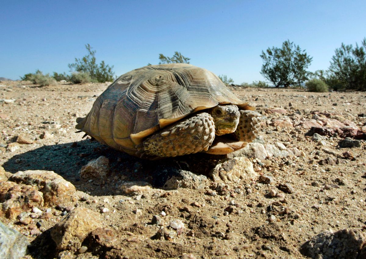 FILE - This Sept. 3, 2008 file photo shows an endangered desert tortoise sitting in the middle of an eastern Mojave Desert road near Ivanpah, Calif.  (AP Photo/Reed Saxon, File)