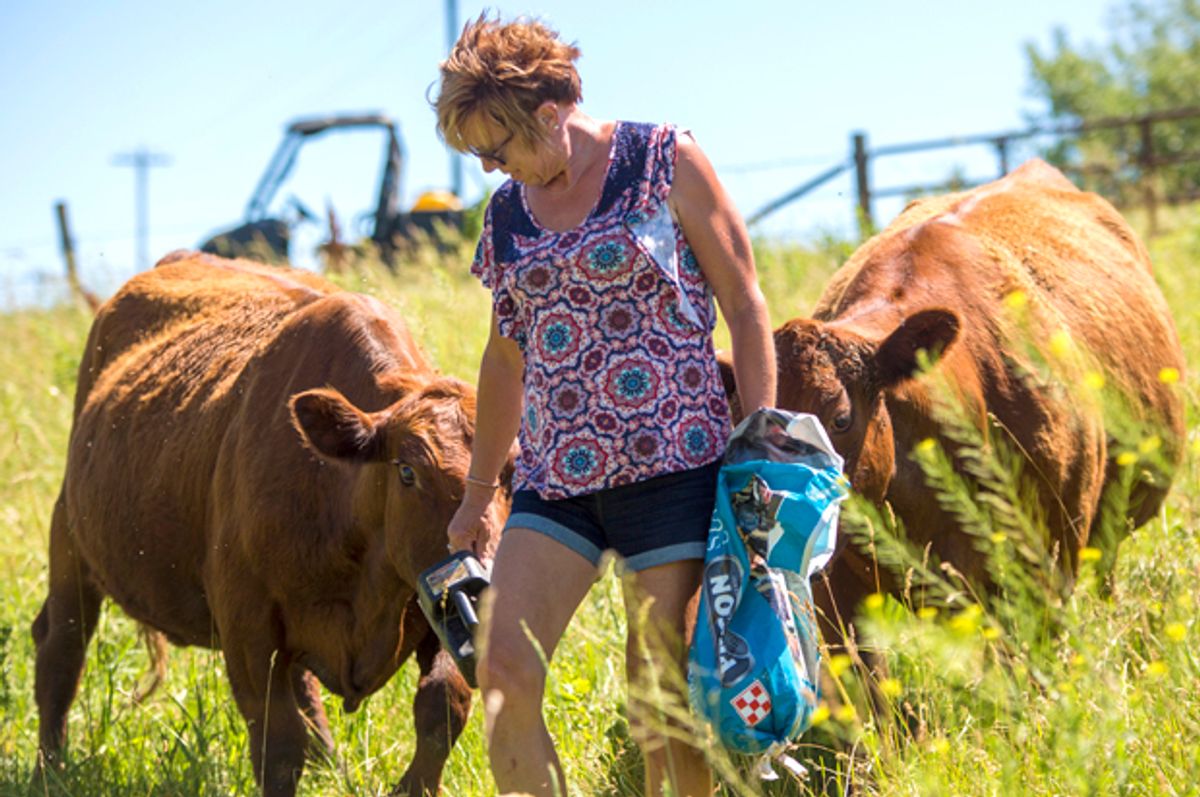Sandy Heavican gives treats to a few of her favorite cows on June 14, 2017, at the Heavican farm. (Alyssa Mae)
