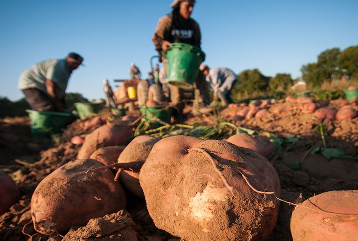 Migrant workers harvesting sweet potatoes in Mechanicsville, Va.  (USDA/Civil Eats)