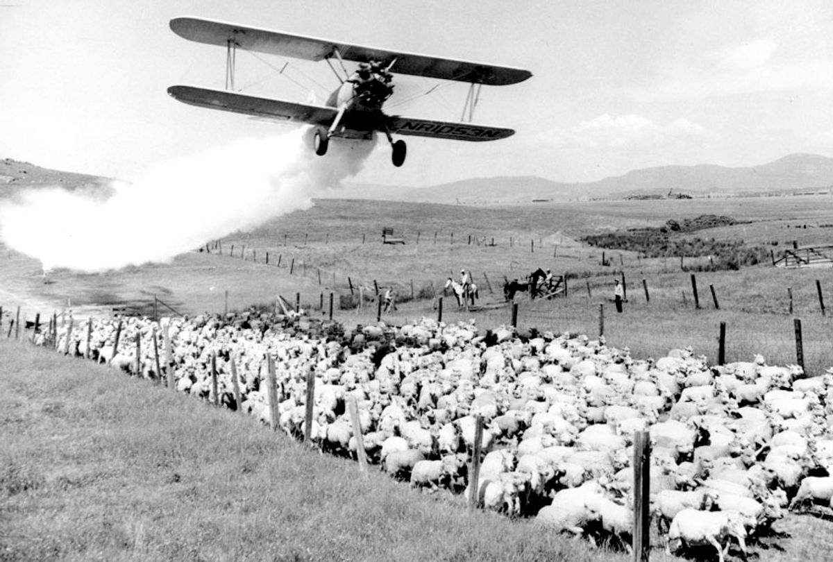 A plane dusts 1,200 sheep against ticks with 10 per cent DDT powder, dichlorodiphenyltrichloroethane, on the Hoover ranch in Medford, Ore. in 1948.  (AP Photo)