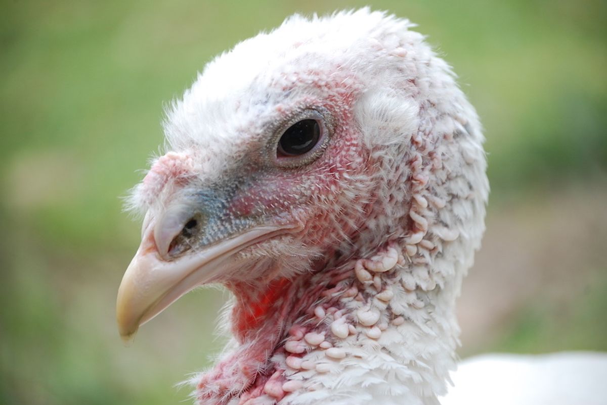 Amelia, the rescued turkey. (United Poultry Concerns)