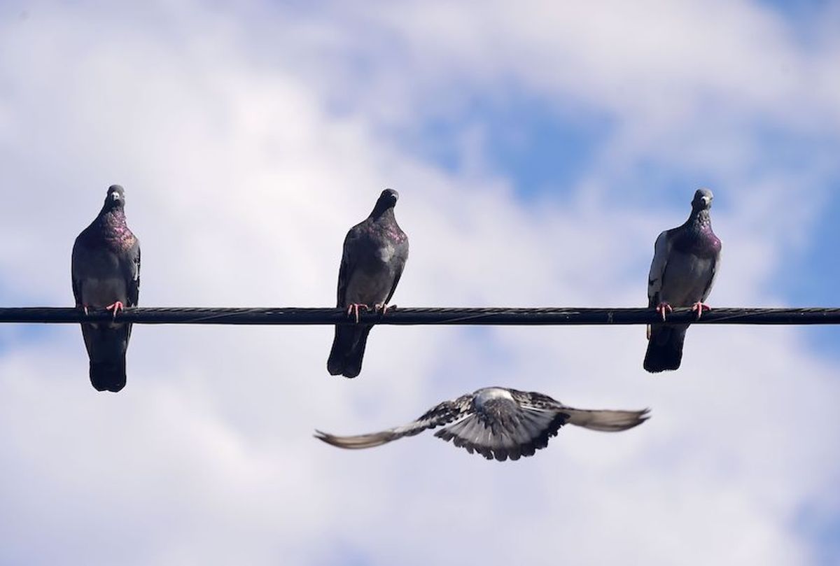 Three pigeons perched on a wire await a fourth flying in for a landing on August 31, 2016 in San Diego, California. (FREDERIC J. BROWN/AFP/Getty Images)