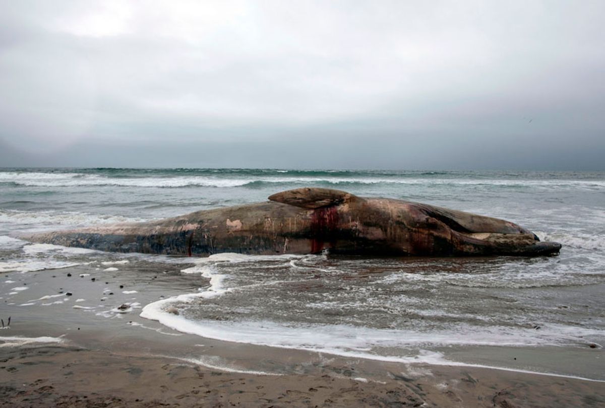 A beached whale found dead is seen in Rosarito, Baja California State, Mexico, on May 21, 2018. (Getty/Guillermo Arias)
