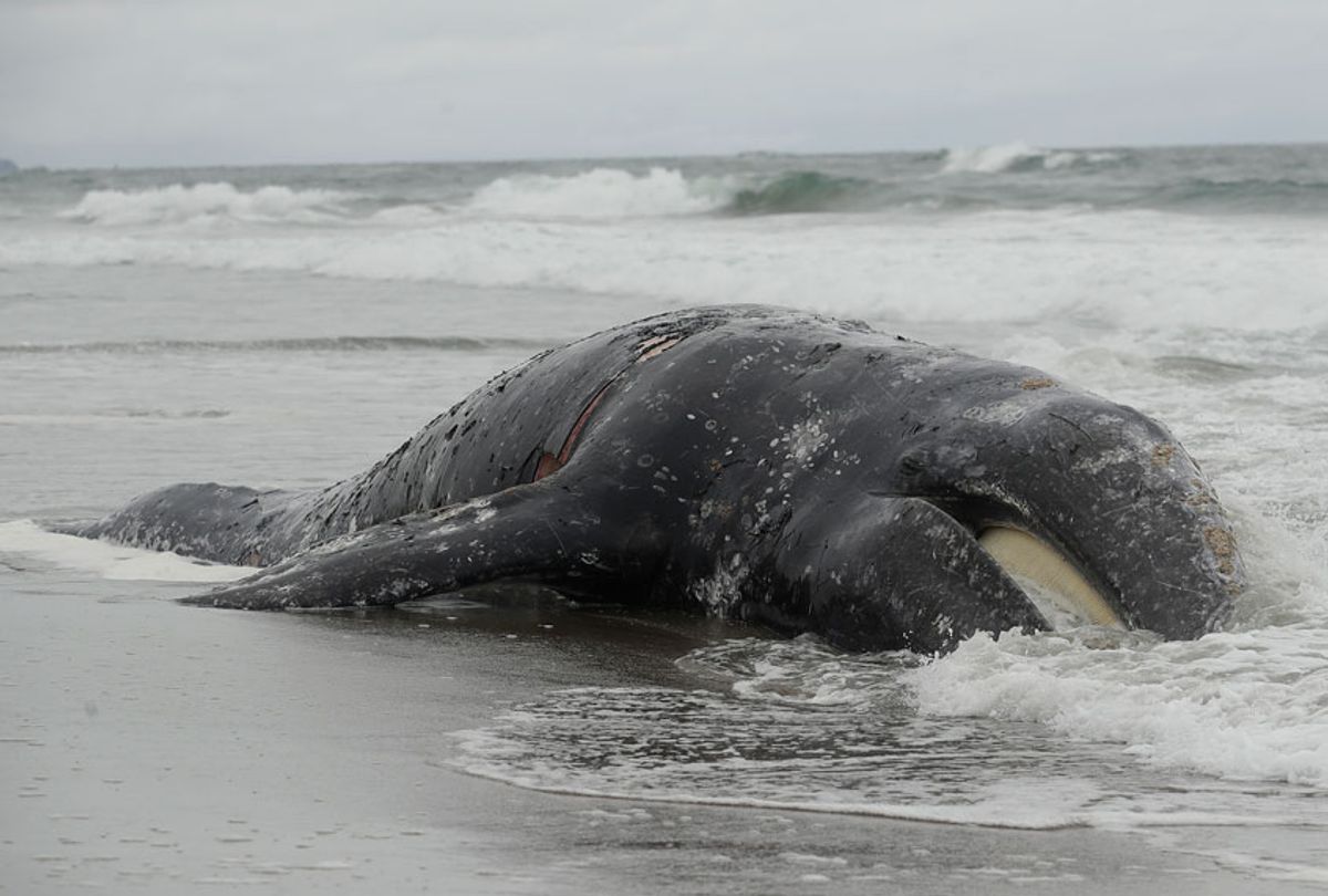 Waves roll into a dead whale at Ocean Beach in San Francisco, Monday, May 6, 2019.  (AP/Jeff Chiu)
