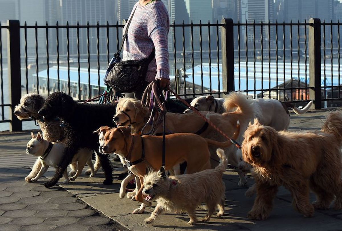 A woman walks a group of dogs along a park in Brooklyn, New York, on March 8, 2016.  / AFP / Jewel SAMAD        (Photo credit should read JEWEL SAMAD/AFP/Getty Images) (Jewel Samad/Getty Images)