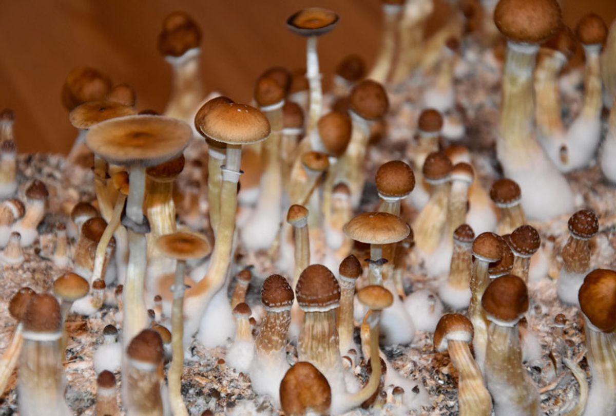 Psilocybin mushroom (Getty/Betka82)