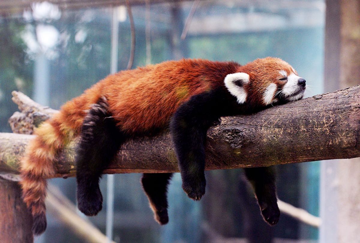 A red panda (also known as a lesser panda) relaxes in its enclosure at the Beijing zoo on June 24, 2013. The zoo grounds were originally a Ming Dynasty imperial palace and finally opened to the public in 1908.  (MARK RALSTON/AFP/Getty Images)