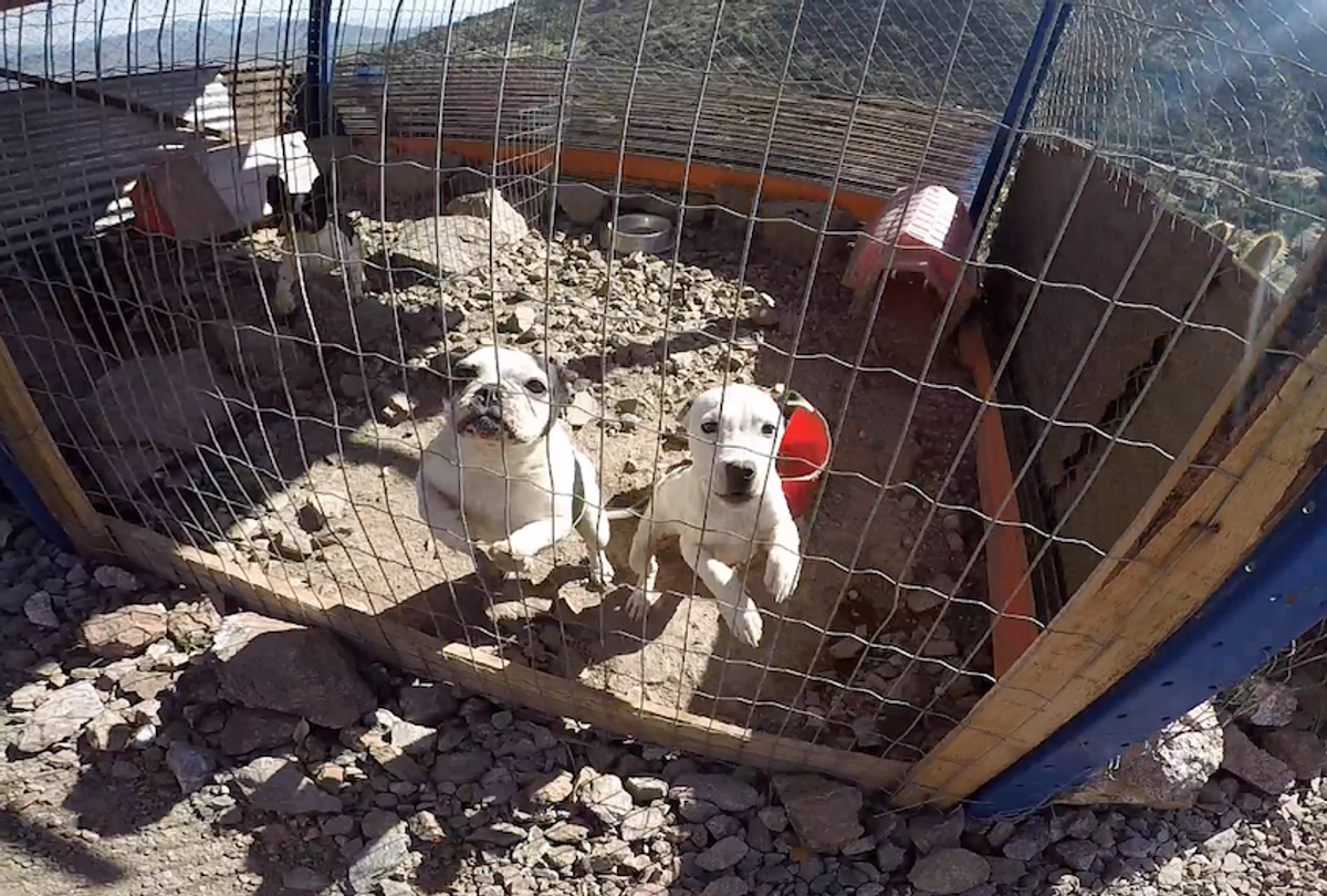 Dogs at an illegal kennel in Llay Llay, Chile.  (Lady Freethinker)