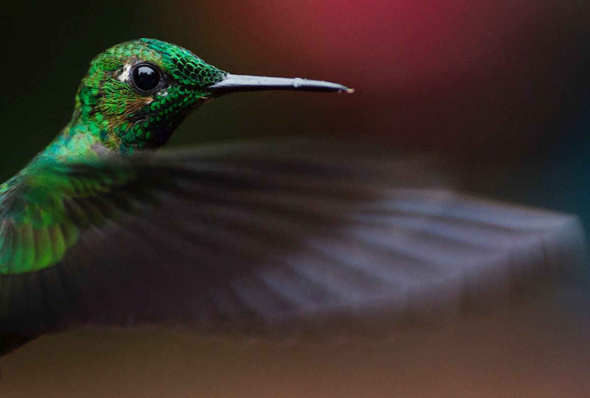 A Green Crowned Brilliant is pictured at a Hummingbird feeding station on January 15, 2016 in Alajuela, Costa Rica.  (Dan Kitwood/Getty Images)