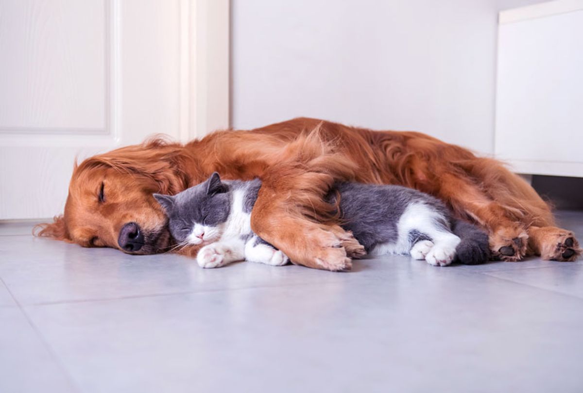 Golden Hound and British short-haired cat (Getty Images/iStock)