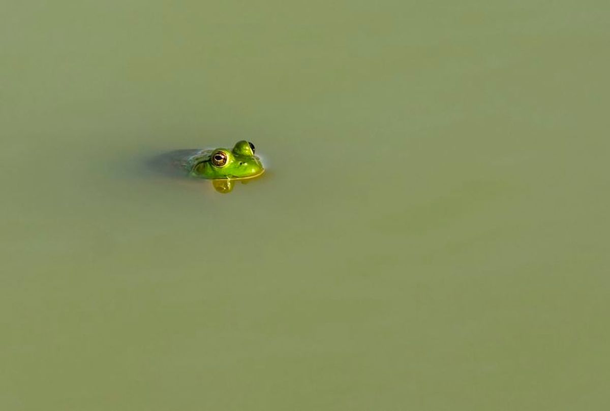American bullfrog floating at the surface of a farm pond in Kentucky USA. (Photo by: Education Images/Universal Images Group via Getty Images) (Education Images/Universal Images Group via Getty Images)