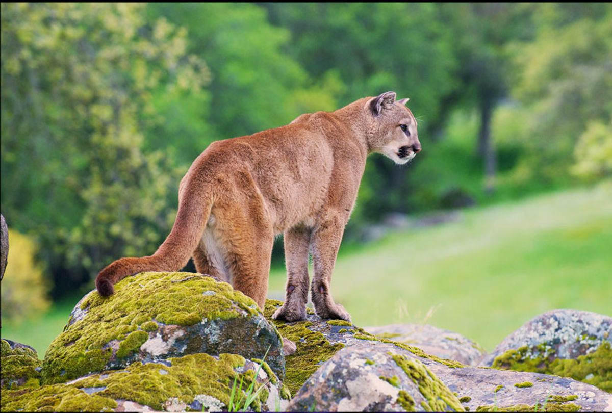 Mountain Lion on moss covered rocks (Getty Images/iStock)