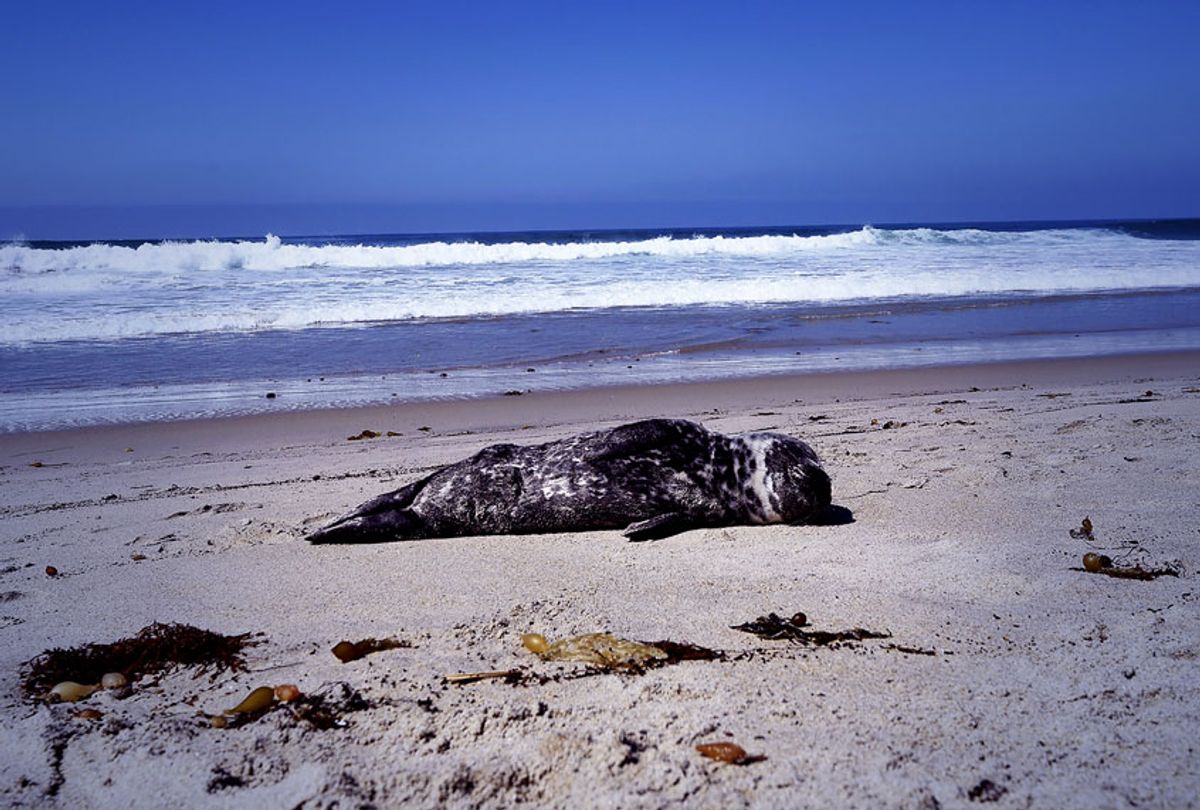 A distressed harbor seal pup lays stranded in the sand in Laguna Beach, California (ROBYN BECK/AFP via Getty Images)