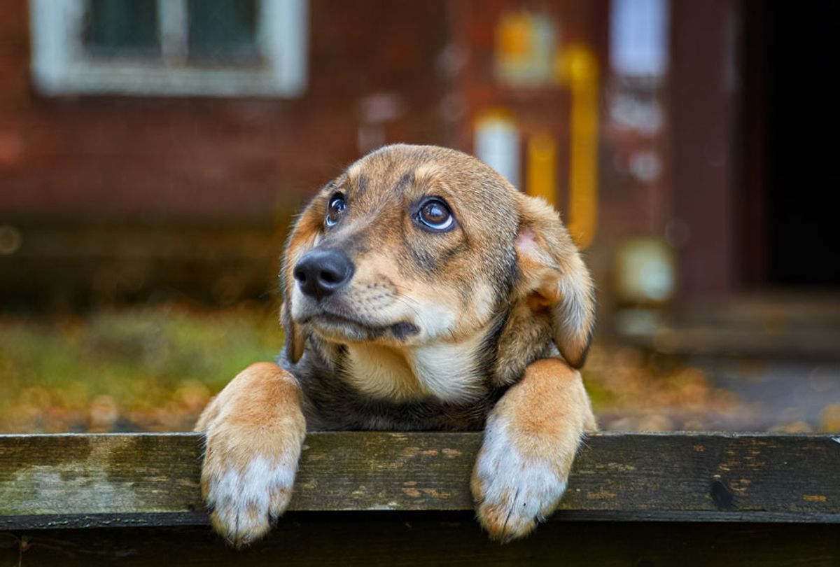 A sad little brown dog (Alexander Kuzmin/Getty Images)