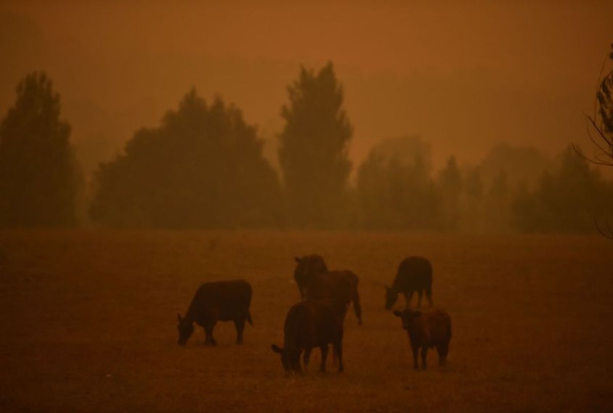 Cattle graze as the sky turns orange from bushfires in Towamba, 20km from Eden in southern New South Wales on January 10, 2020.  (Peter Parks/AFP via Getty Images)