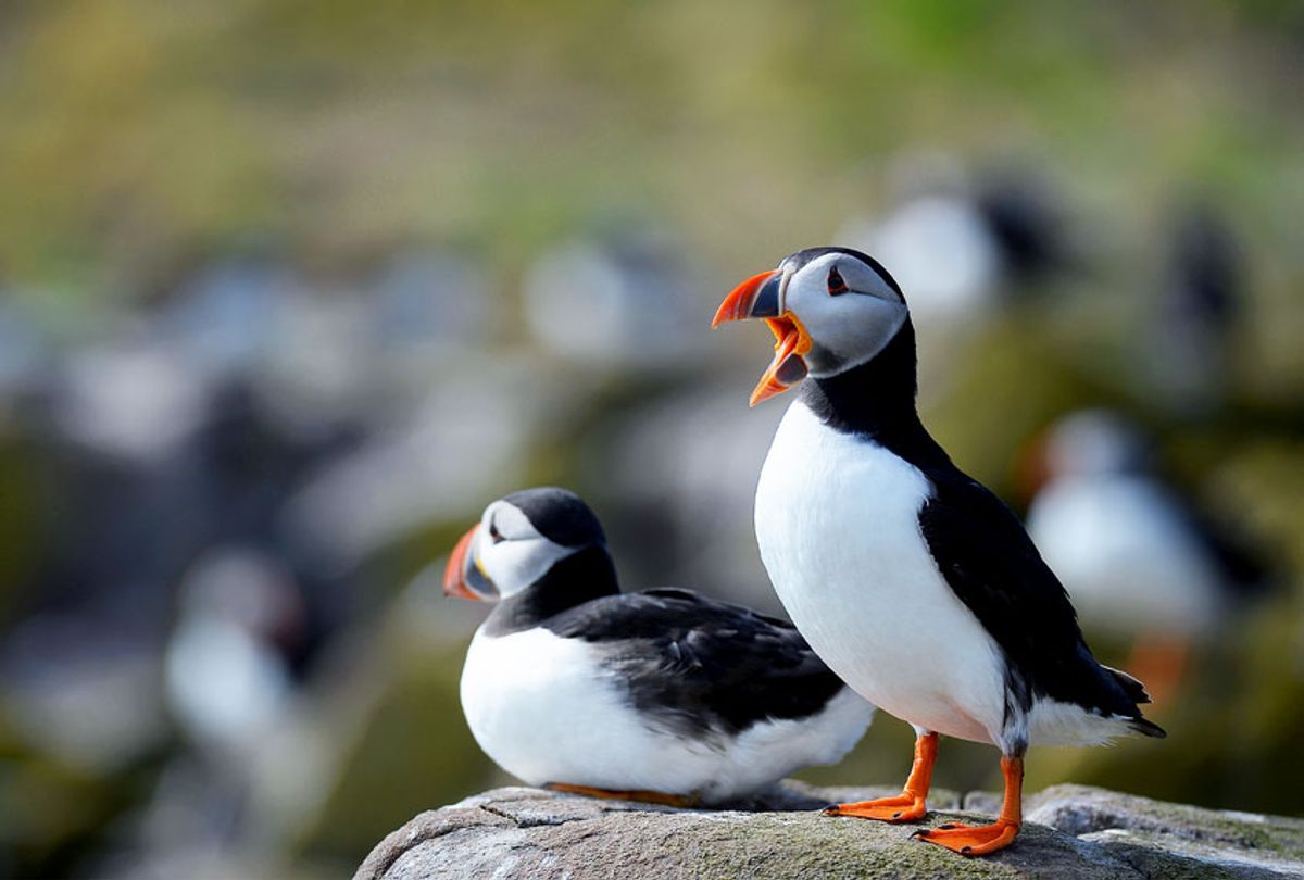 Puffins (Jeff J Mitchell/Getty Images)