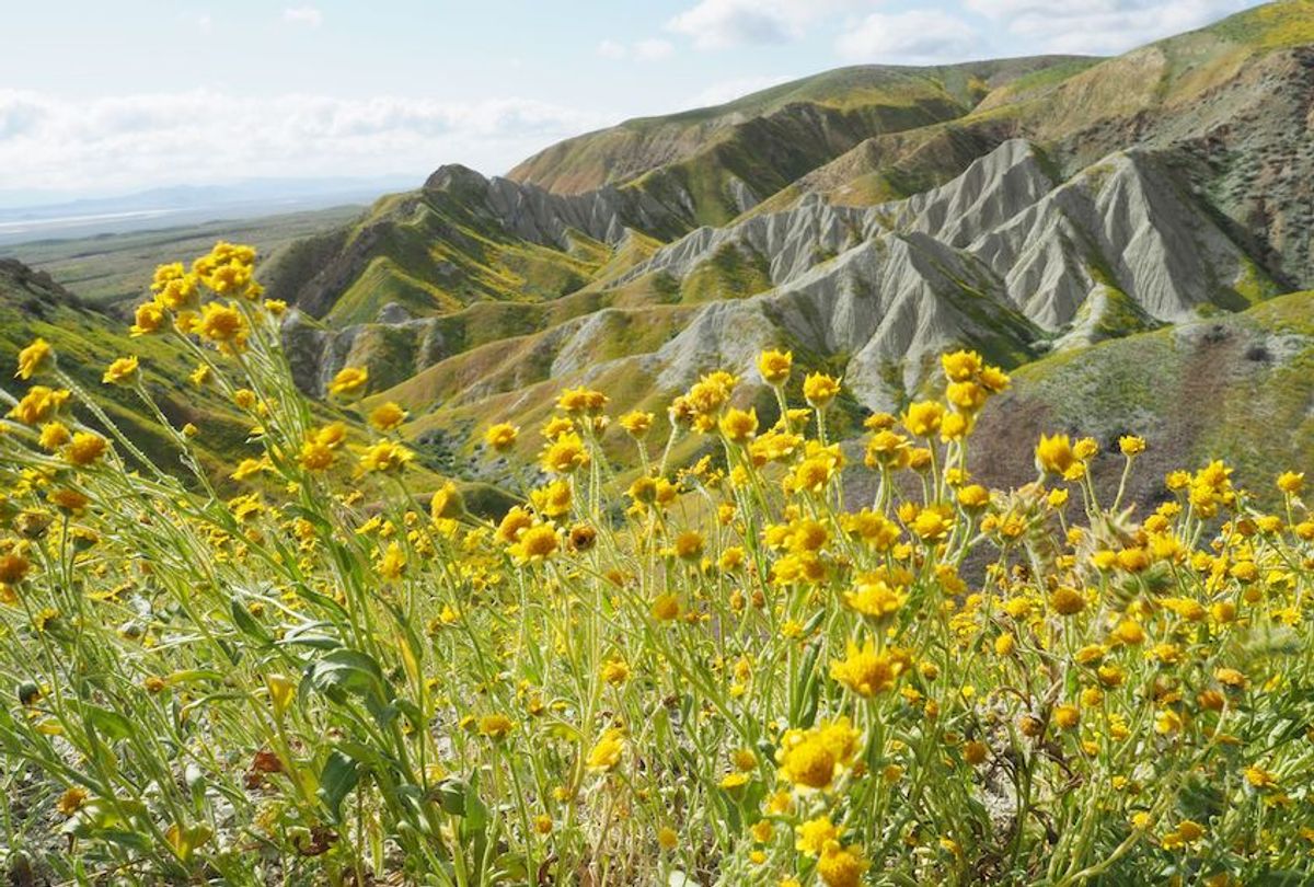 Wildflowers cover this hills of the Tremblor Range in Carrizo Plain National Monument near Taft, California during a wildflower "super bloom," April 12, 2017.  (Robyn Beck/AFP via Getty Images)
