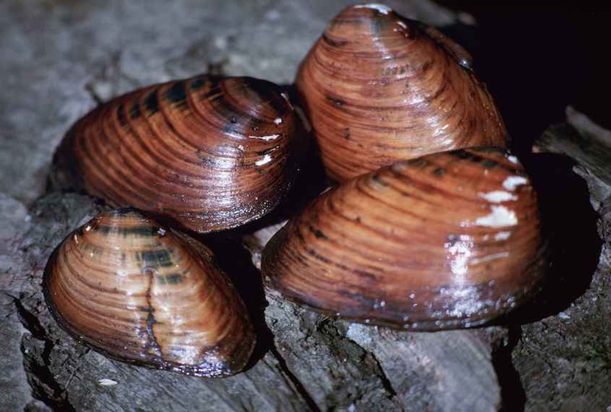 Clubshell mussel. (Stihler Craig, U.S. Fish and Wildlife Service/Public domain)