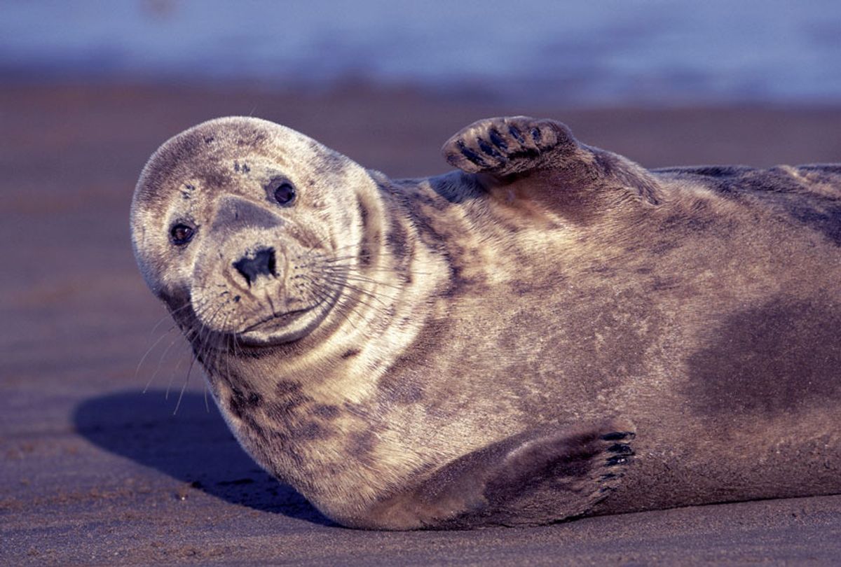 Gray seal (Halichoerus grypus) (Horst Jegen/McPhoto/ullstein bild via Getty Images)