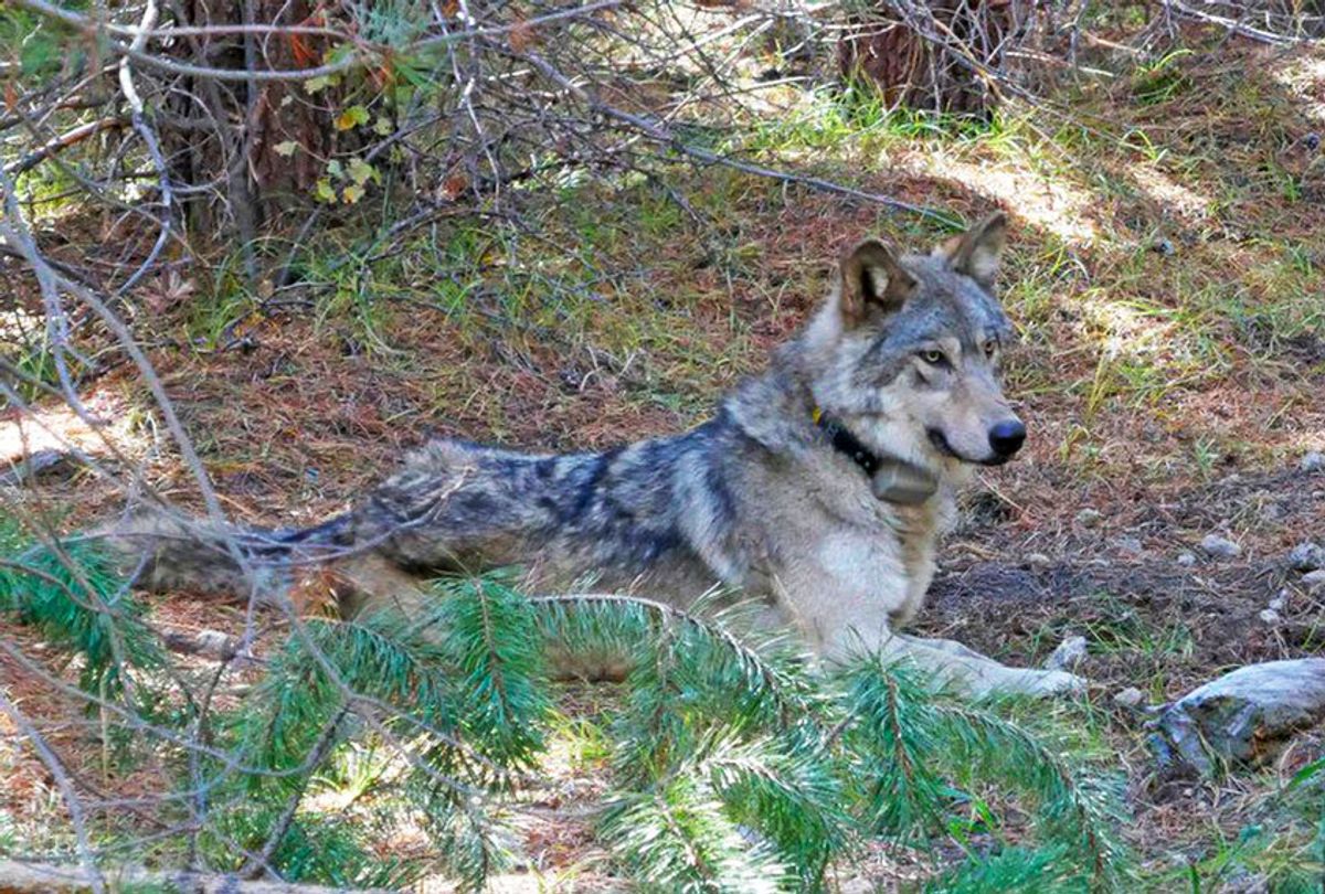 In this undated photo released by the U.S. Fish and Wildlife Service shows a dispersing wolf from the Oregon Pack OR-54, a descendent of the famous OR-7, the first wild wolf in California in nearly a century. The California Department of Fish and Wildlife says the 3- to 4-year-old female dubbed OR-54 was found on Wednesday, Feb. 5, 2020, in Shasta County, Calif. It's not clear yet whether she died by accident, naturally or was deliberately and illegally killed.  (U.S. Fish and Wildlife Service/AP Photo)