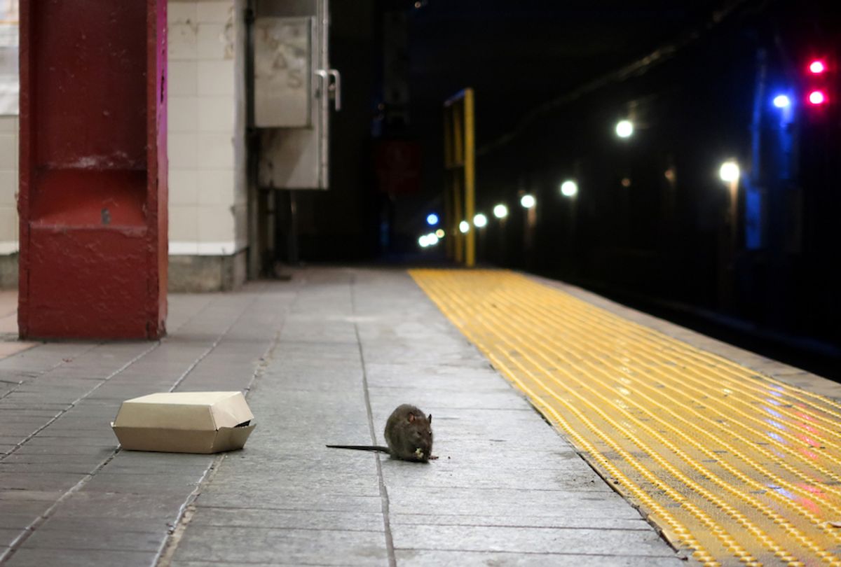 A rat eats on the platform at the Herald Square subway station in New York City on July 4 2017. (Photo by Gary Hershorn/Getty Images)