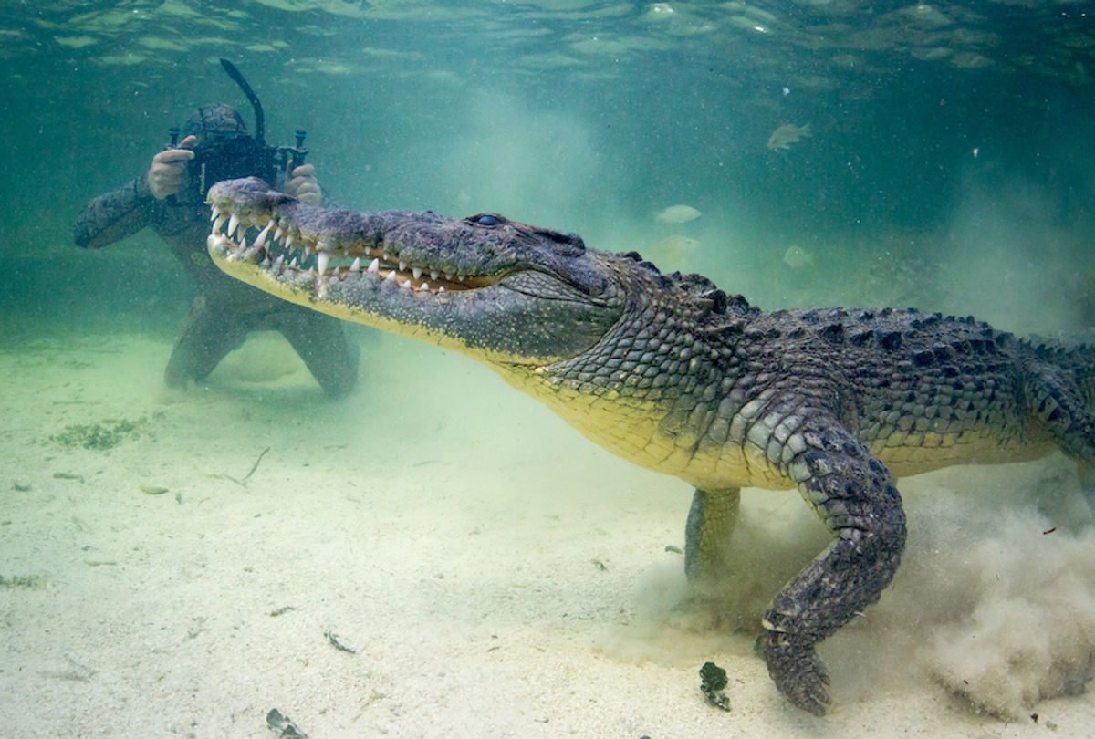 Forrest Galante films a crocodile in June 2016. (Mark Romanov & Forrest Galante / Barcroft Images / Getty Images)