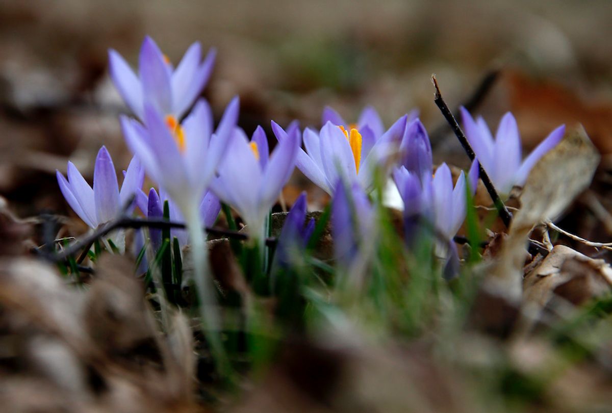 Crocuses bloom in the Arnold Arboretum on March 4, 2020, as the first signs of spring bloom in Boston's Jamaica Plain.  (Jessica Rinaldi/The Boston Globe via Getty Images)