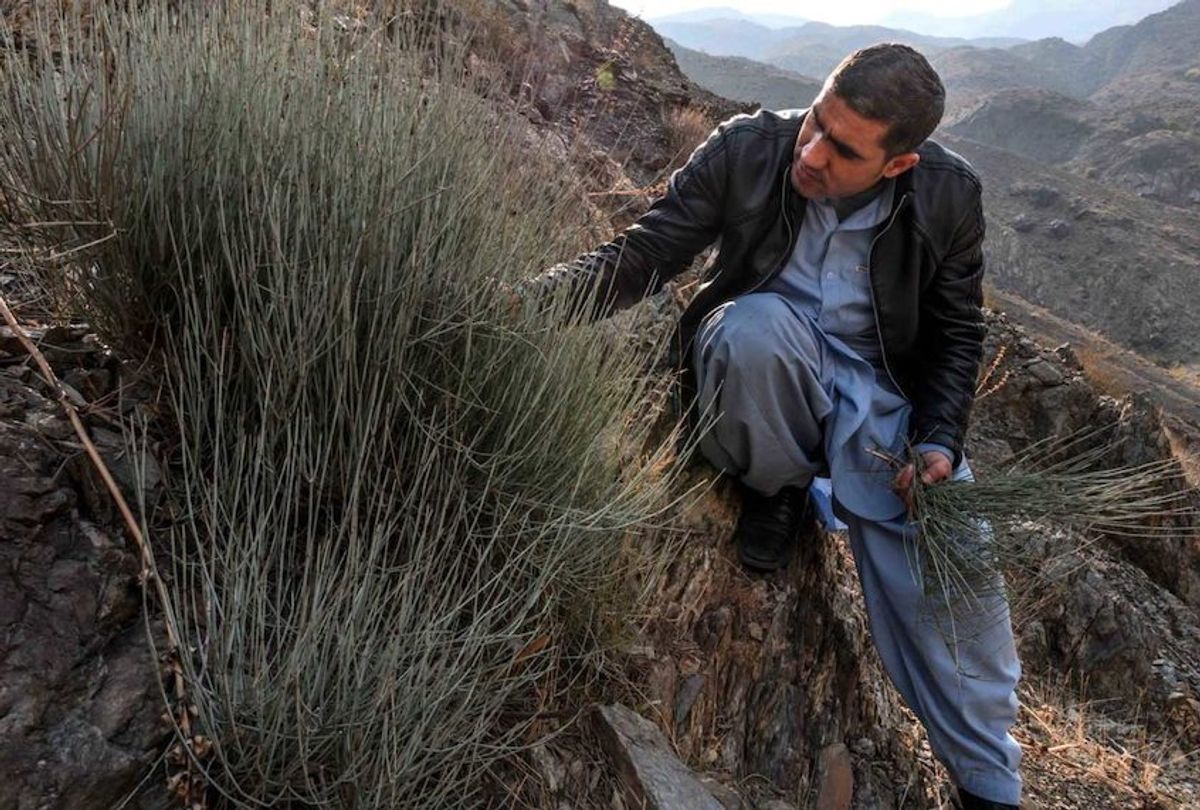  Muhammad Rehman Shirzad, a government forensic scientist, inspects an Ephedra sinica plant in the Surobi District in eastern Afghanistan. (Kern Hendricks/Undark)
