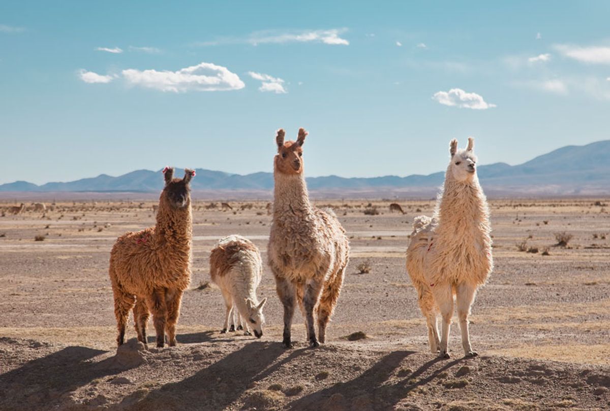 Llamas posing ( Kathrin Ziegler/Getty Images)