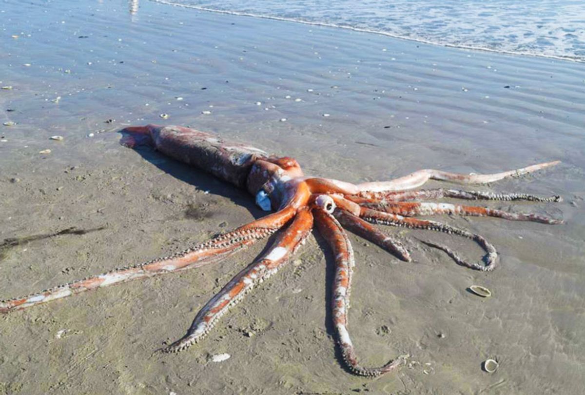 Rare giant squid specimen is washed up on Golden Mile Beach in Brittania Bay on Sunday, 7 June 2020. (Adéle Grosse © Iziko Museums of South Africa.)
