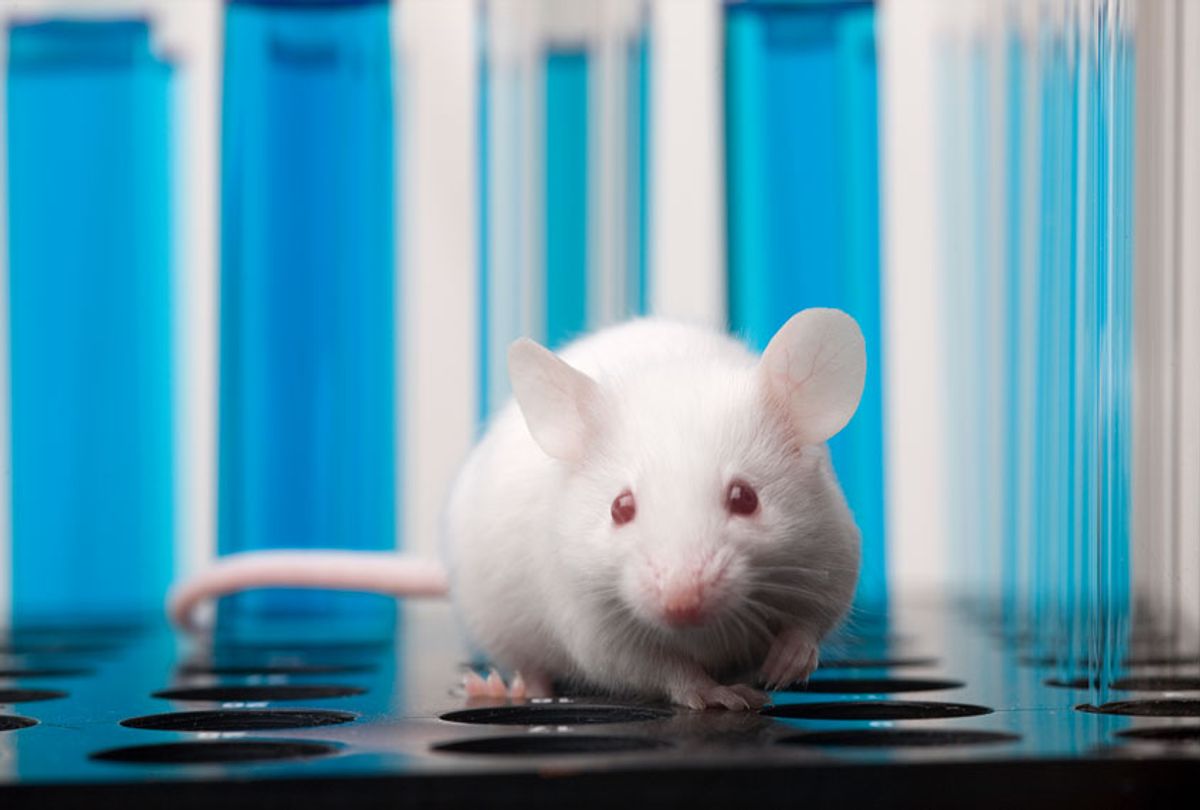Laboratory mouse (Getty Images)