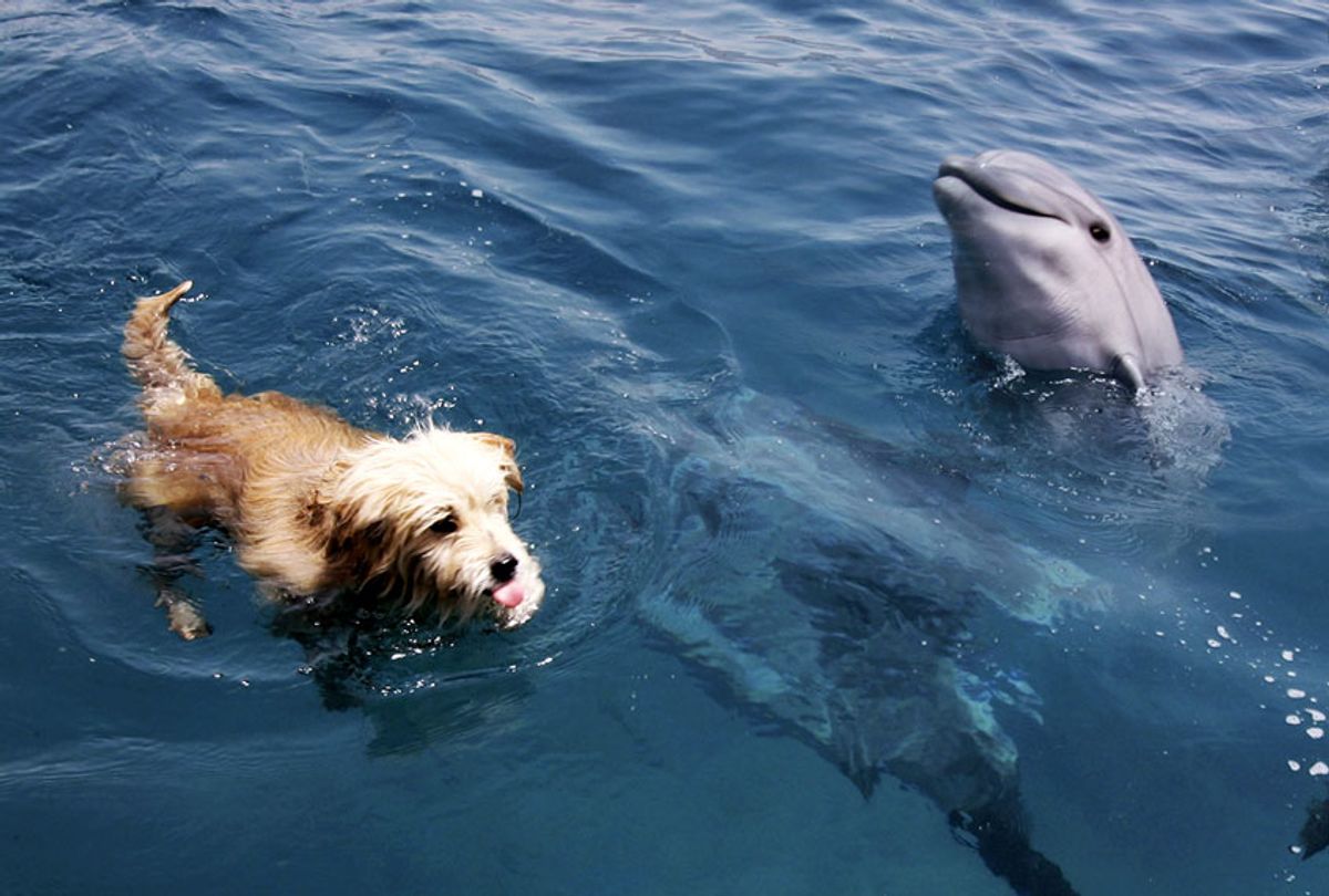 A dog and dolphin enjoy a swim together in the Israeli Red Sea resort of Eilat. (David Silverman/Getty Images)