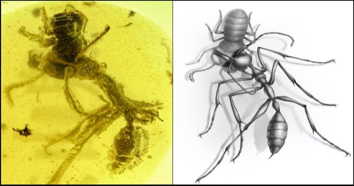 A 99-million-year old fossil of a hell ant, preserved in amber, attacking an ancient insect with its mandibles. (NJIT/Chinese Academy of Sciences/University of Rennes, France)