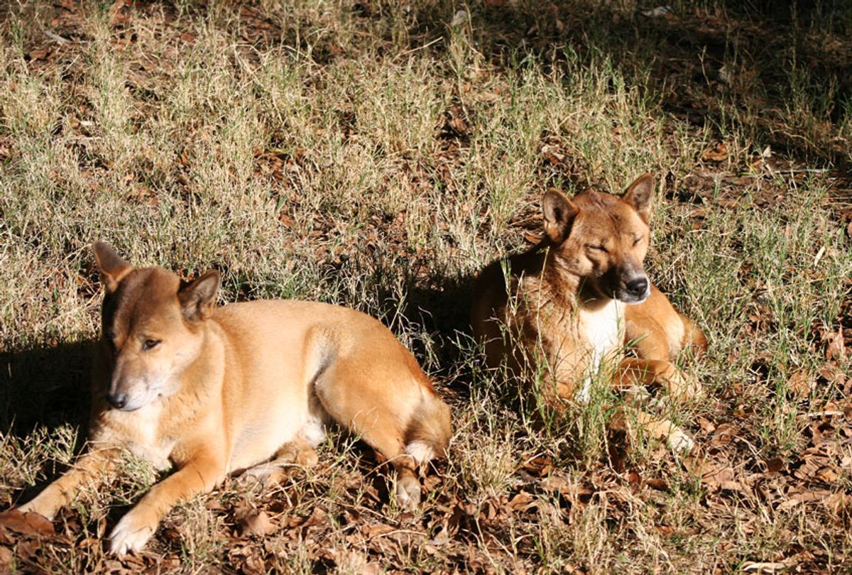 New Guinea singing dogs resting (Getty Images)