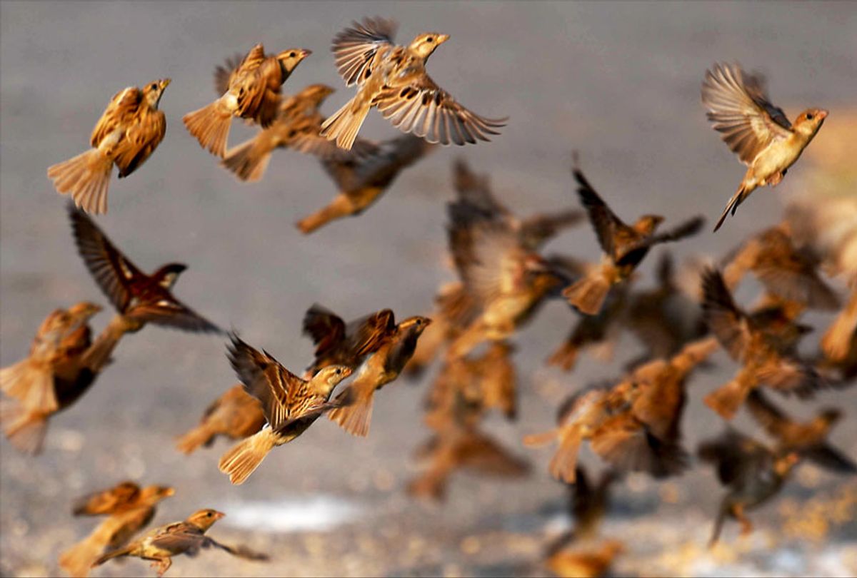 Sparrows taking flight (Getty Images)