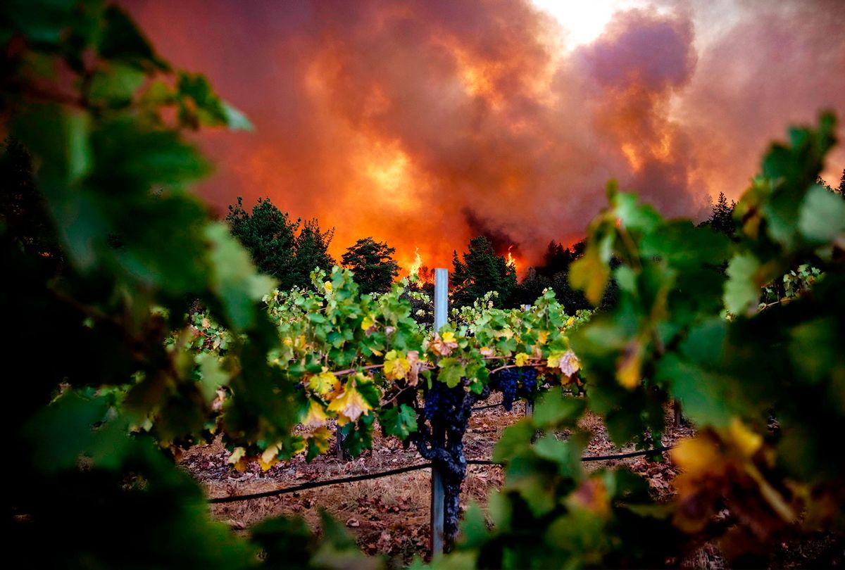 The Glass Fire burns behind Merus Wines vineyards in Napa Valley, California on September 27, 2020. - The Glass fire grew to 2,500 Acres on the evening of September 27. A heat wave and dry winds create critical weather conditions and mandatory evacuations are in order. (SAMUEL CORUM/AFP via Getty Images)