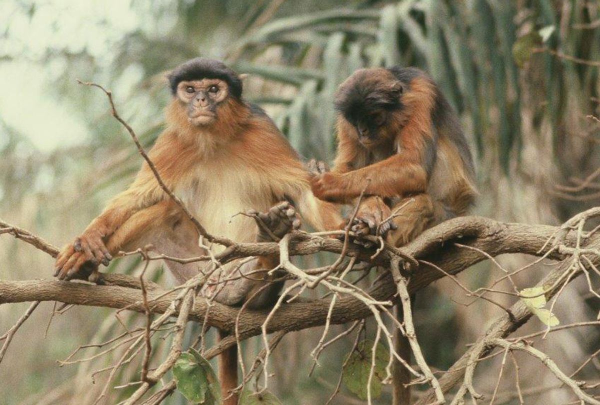 An adult female western red colobus monkey grooming an adult male. (Dawn Starin)