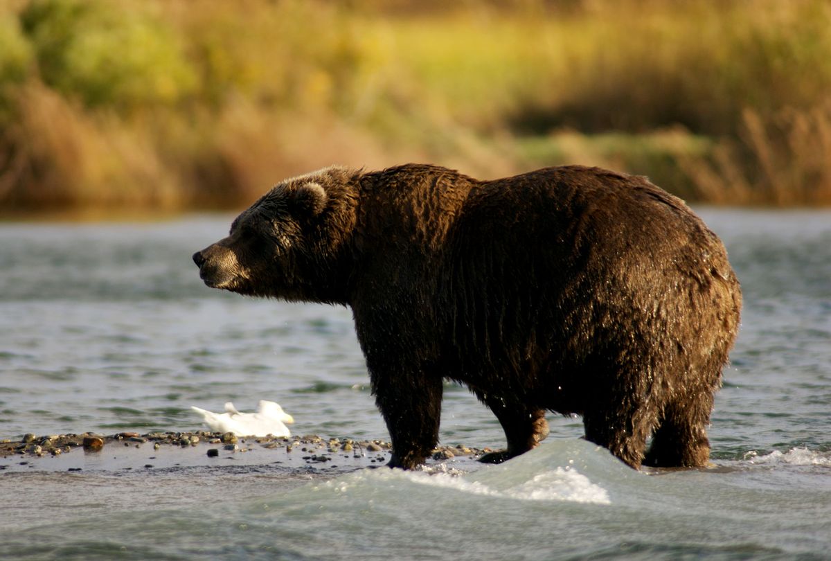 Bear standing near mouth of Brooks River (U.S. National Park Service)
