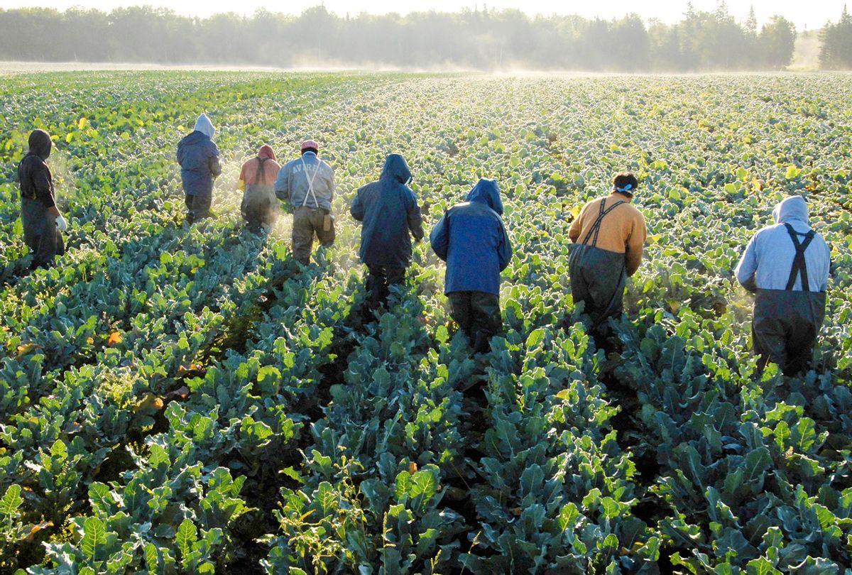 Mexican laborers cut broccoli stalks for Smith Farms' crew A as the harvest season gets underway at a Smith Farm's field near Fort Fairfield in central Aroostook County. Smith Farm's employ over 150 migrant workers to help in their harvest of both broccoli and potatos. (John Ewing/Portland Press Herald via Getty Images)