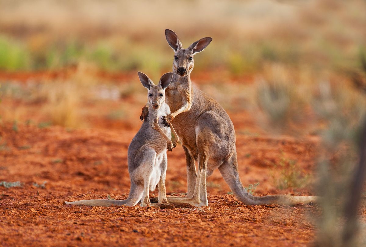 A female red kangaroo holds her juvenile joey (Getty Images)