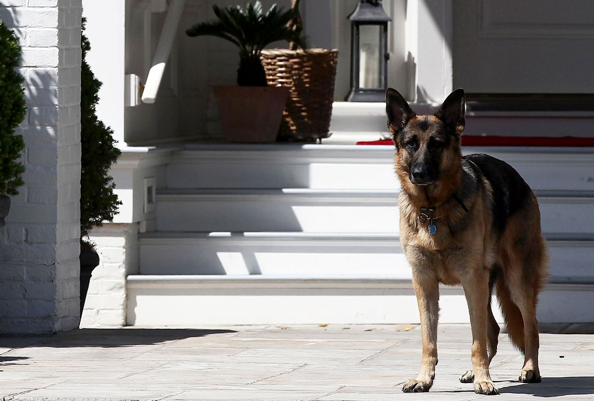 Vice President Joe Biden's dog, Champ (Win McNamee/Getty Images)