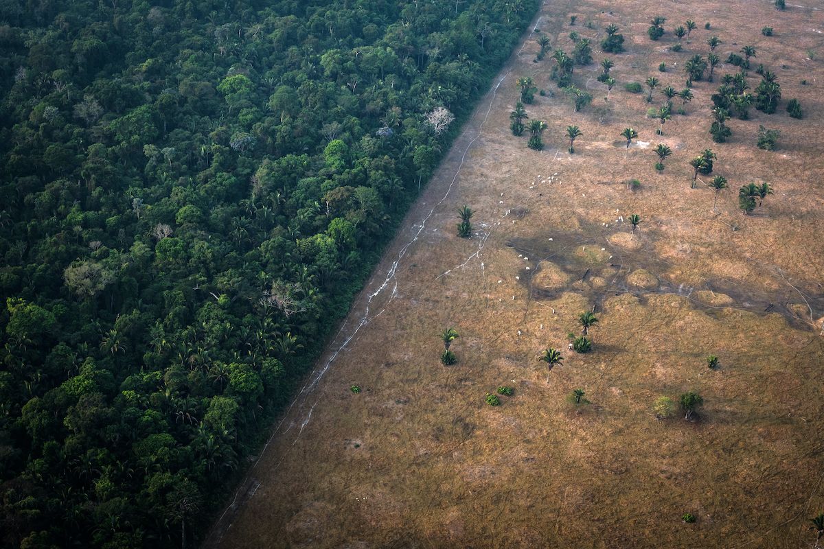 Before and After: Devastating Deforestation in Photos