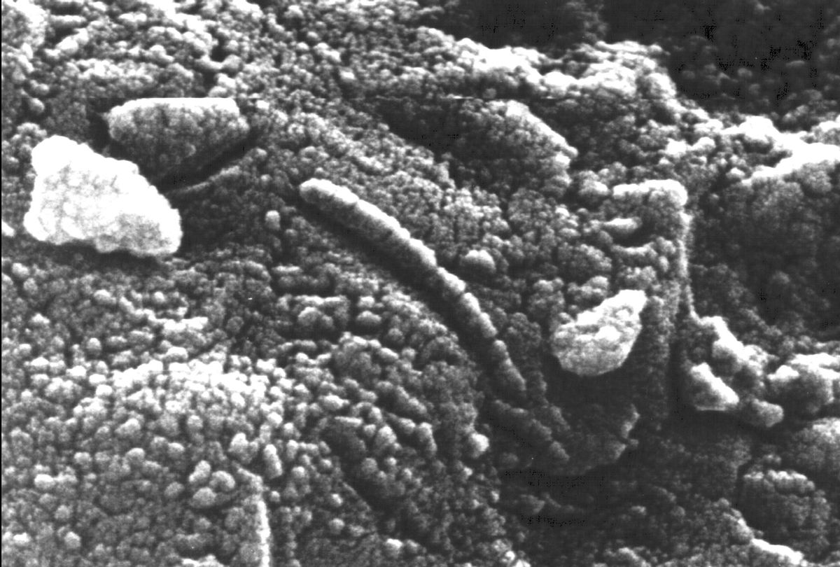 Microbe structures on ALH84001 meteorite (Nasa)