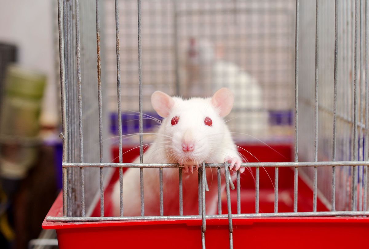 Curious white laboratory rat looking out of a cage in a laboratory (Getty Images)
