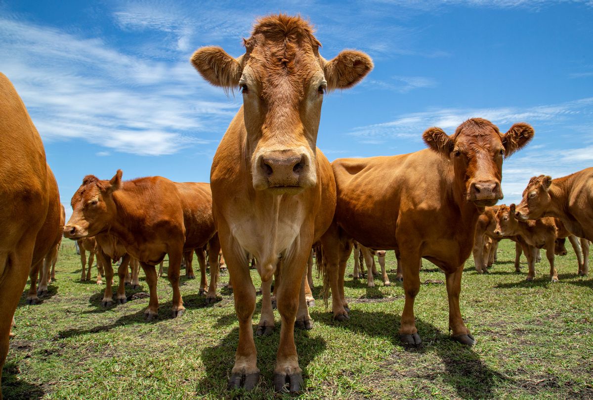 Beef cattle standing in a field (Getty Images)