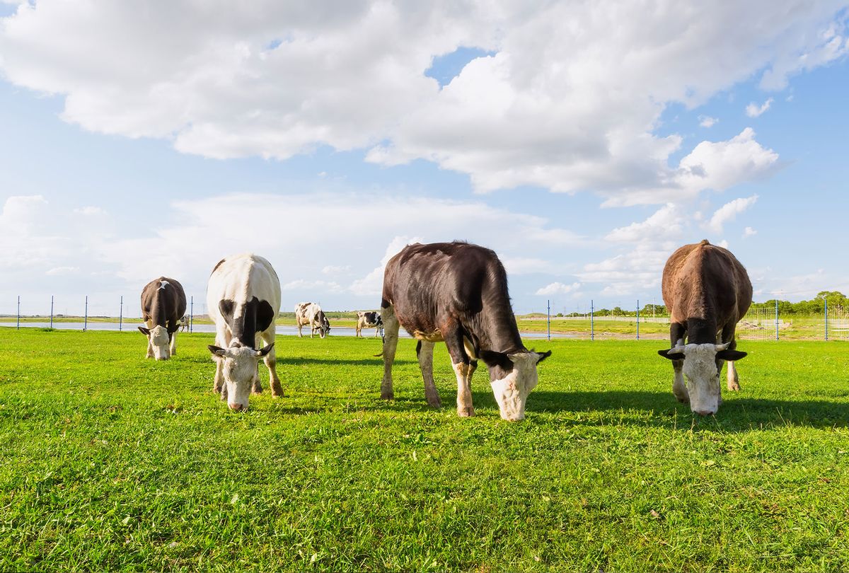 Food & farming