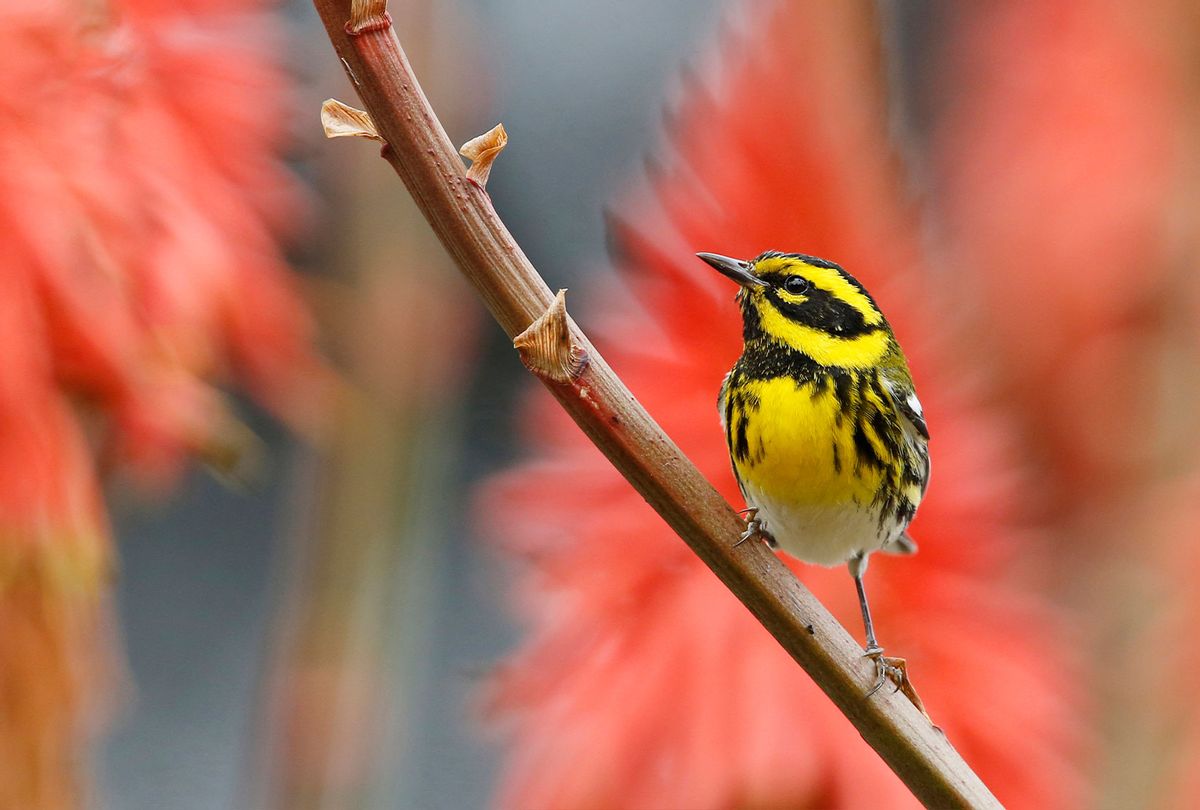 Townsend Warbler (Getty images)